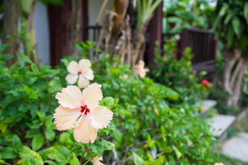 Weekender Bungalow Lamai Beach  Exterior foto